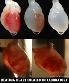 Beating Heart Created In Laboratory