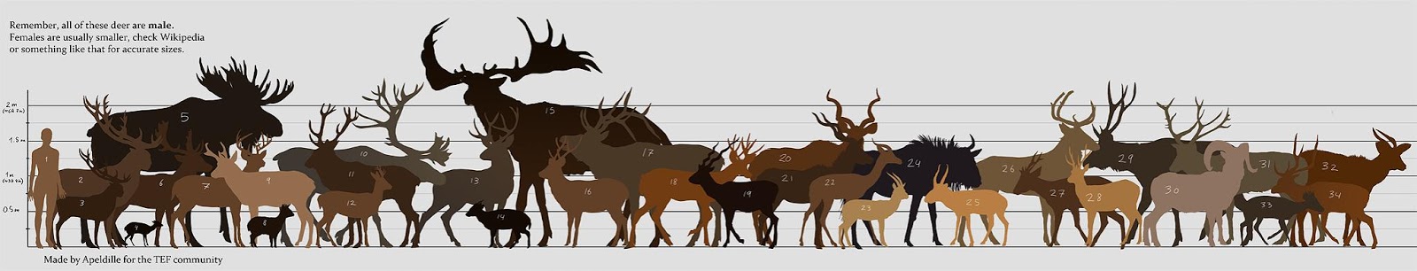 Deer Size Chart