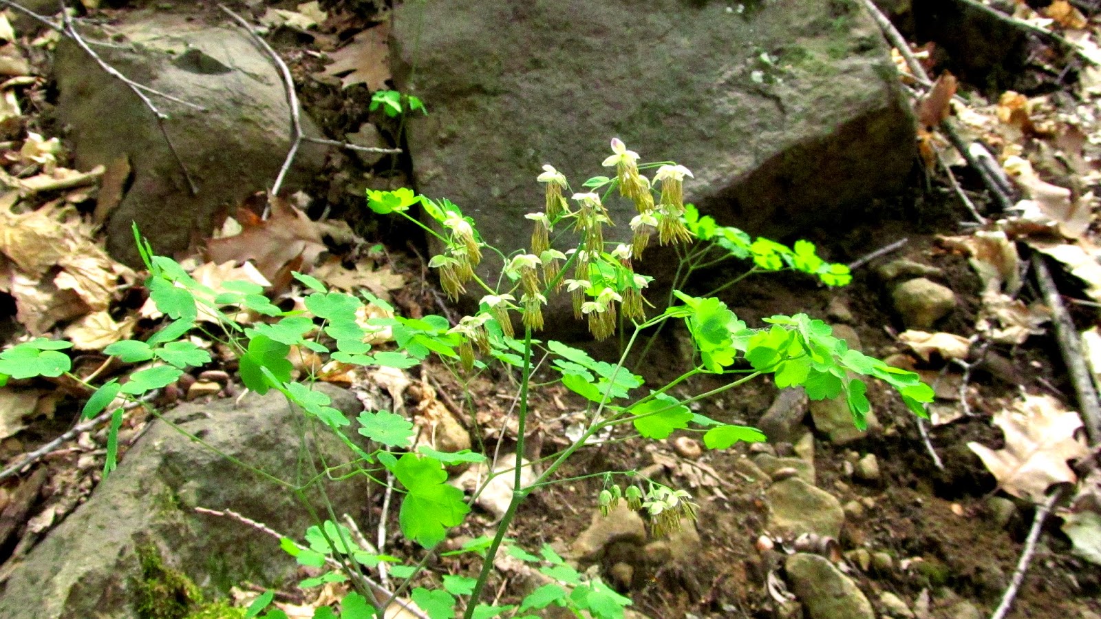 Wandering in Canada Early MeadowRue Thalictrum dioicum