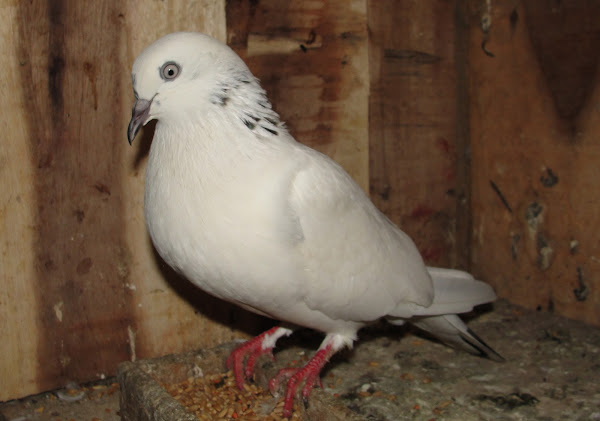 pigeon, pigeon rearing, raising pigeons, pigeon picture, white pigeon picture