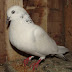 Raising Pigeons