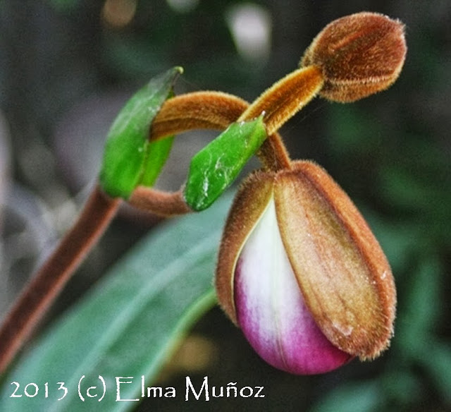 Phragmipedium peruvianum (syn kovachii) Album de fotos