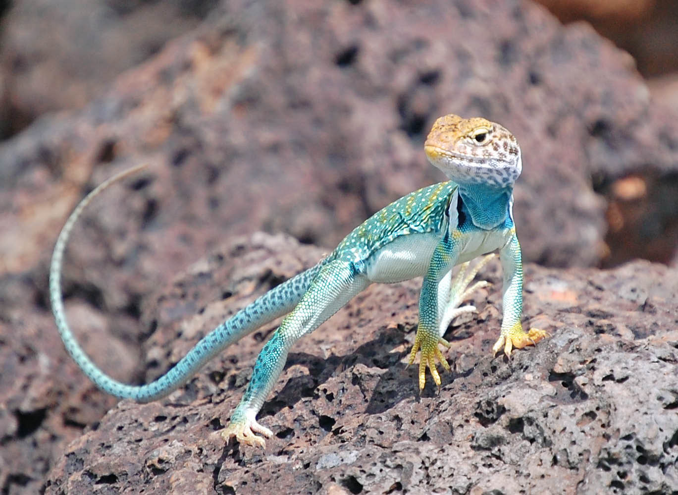 Look the lizard in the sun. Arizona Kertenkelesi. Arizona Geckos. Arizona Kertenkelesi ful HD. Lizard Lie in the Sun. Look the lizard in the sun. Arizona Kertenkelesi. Arizona Geckos. Arizona Kertenkelesi ful HD. Lizard Lie in the Sun.