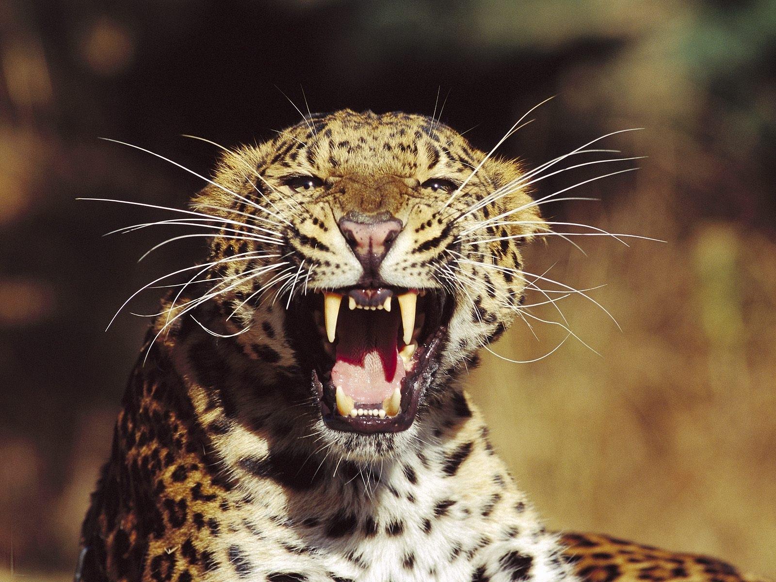 leopards-and-cheetahs+animals+of+the+African+savannah+leopards-and ...