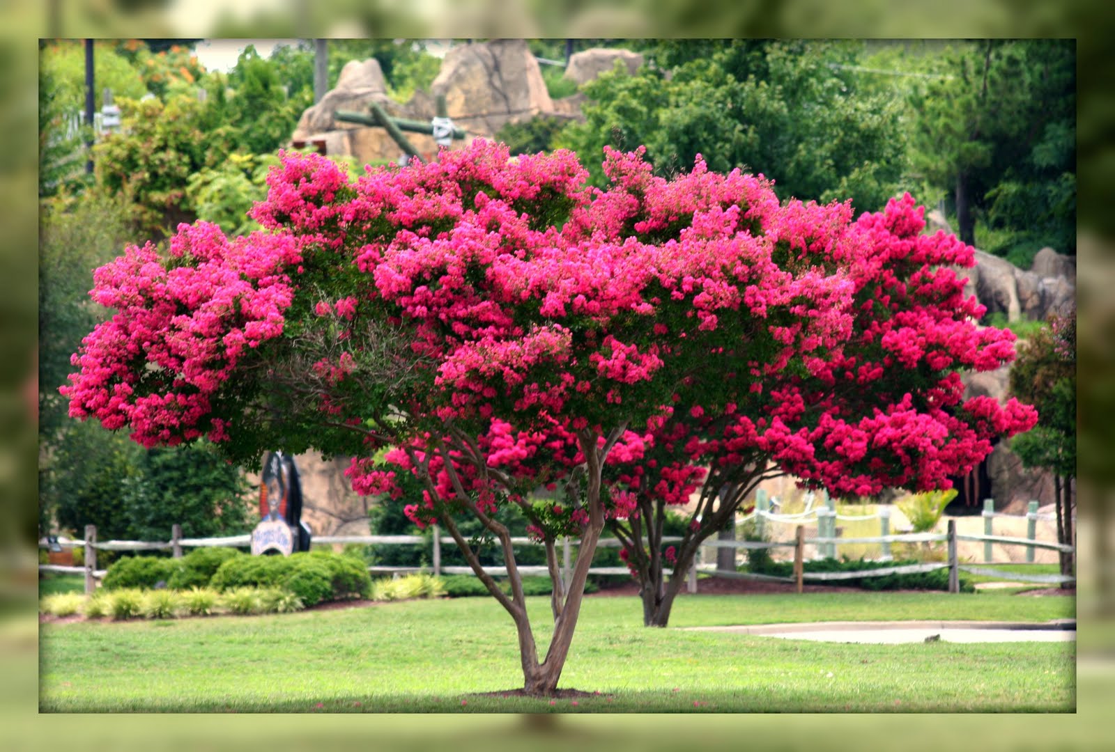 Living In Williamsburg, Virginia: Crepe Myrtle Trees In Bloom