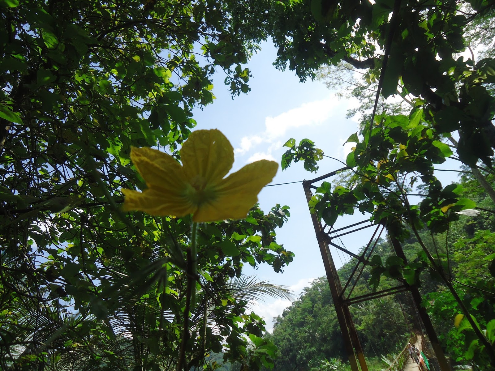  Wallpaper  Bunga Labu Kuning  di Bukit Menoreh Rumah Daun Muda 