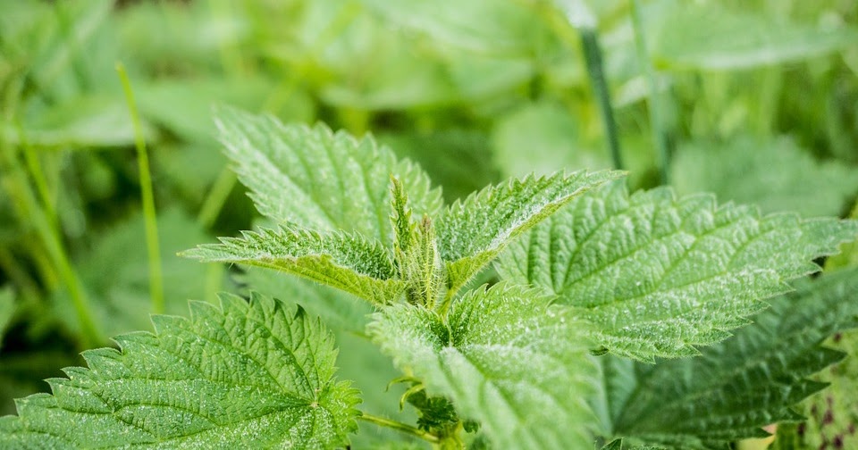 an analysis of ancient practice of using natural plant essences in alternative medicine In the history of herbalism, so is a valuable resource for the medicinal uses of plants in ancient medicine using and studying plants and recording the folk. an analysis of ancient practice of using natural plant essences in alternative medicine In the history of herbalism, so is a valuable resource for the medicinal uses of plants in ancient medicine using and studying plants and recording the folk.