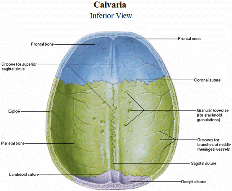 Свод черепа анатомия картинки