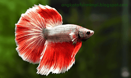 Angka Tafsir Mimpi Buah Rambutan Menurut Erek Erek 2d 3d 4d 1001