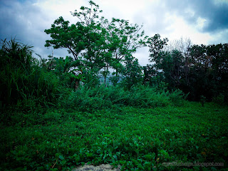 Beach Environment With Plants And Trees In Cloudy Atmosphere, Umeanyar Village, North Bali, Indonesia