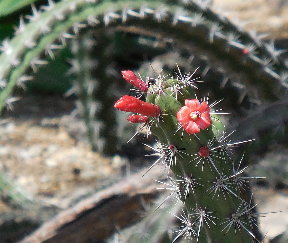 Cactus Blossoms Tour Cactus Blossoms Tour