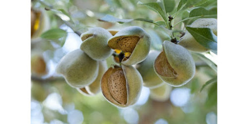 JUAL KACANG ALMOND Blitar