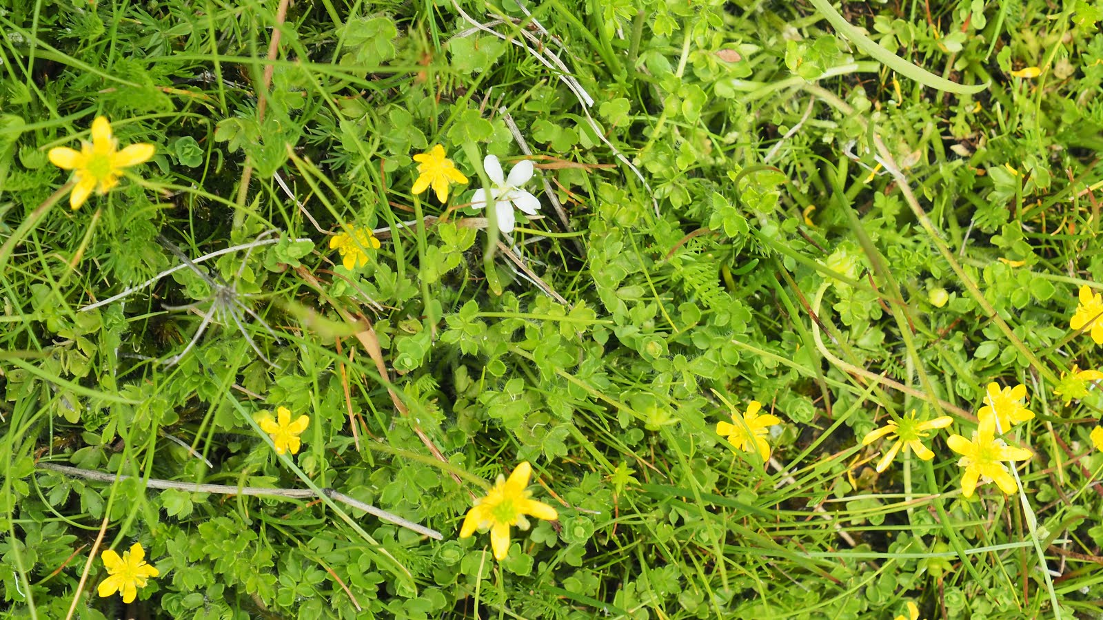 Summer wildflowers in the Snowies