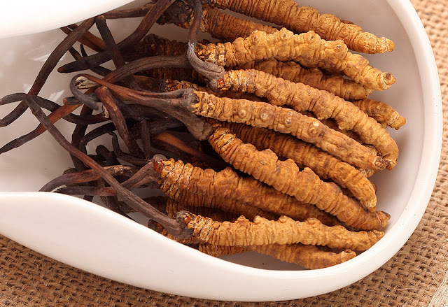 Đông trùng hạ thảo có công dụng tuyệt vời đối với sức khỏe