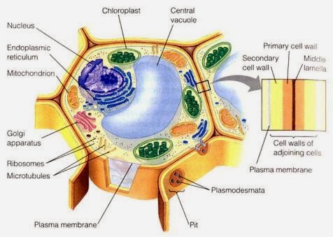 Struktur Sel E Jurnal Struktur Sel E Jurnal