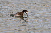 Scaup (adult female)