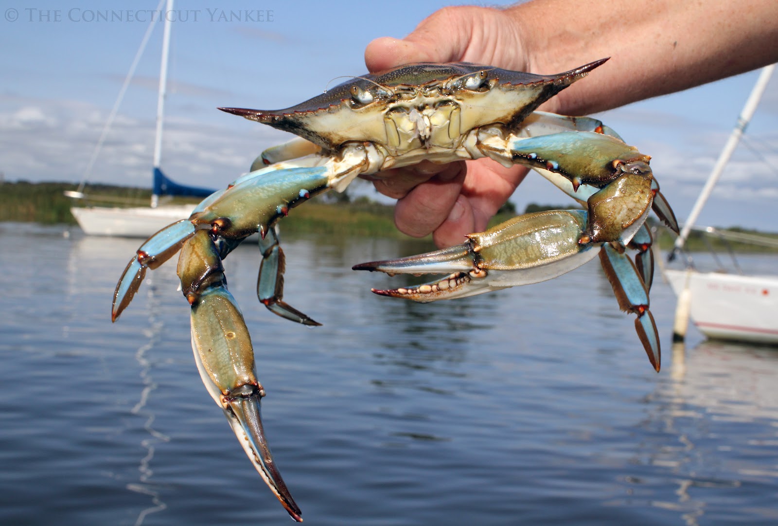 The Connecticut Yankee Crabbing the Connecticut River