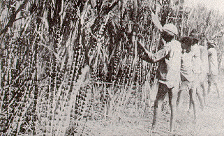 The Subry Govender Column: INDIAN INDENTURED LABOURERS WHO SLAVED ON ...