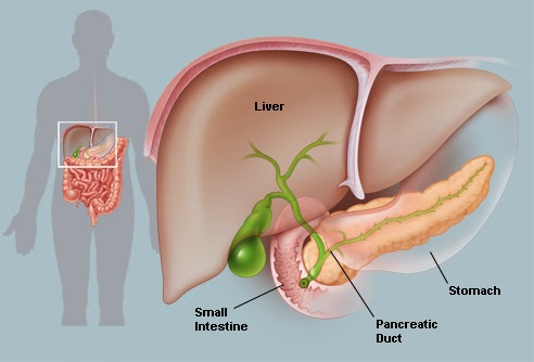 Que funcion tiene el pancreas en el sistema endocrino