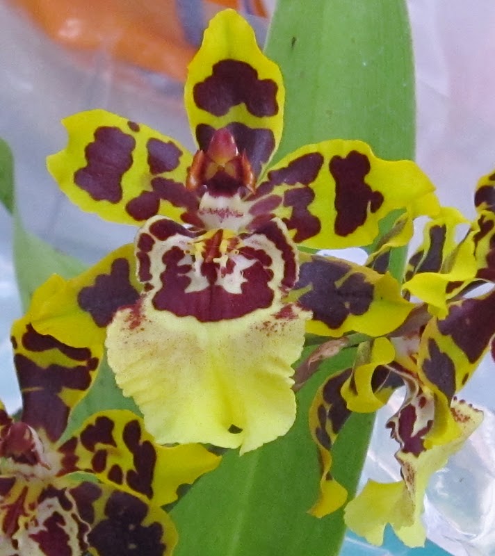 Multivias: Via Verde: Série Orquídeas - 12: Colmanara