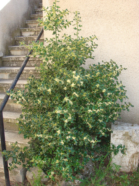Mi Pequeño Mundo: Brotes verdes