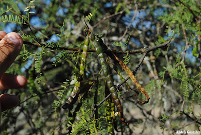 Algarrobo negro Prosopis nigra