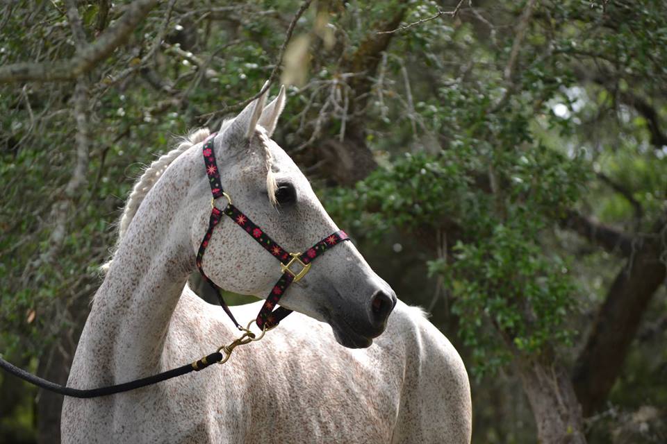Hope and Horses Why Are White Horses Called Gray?