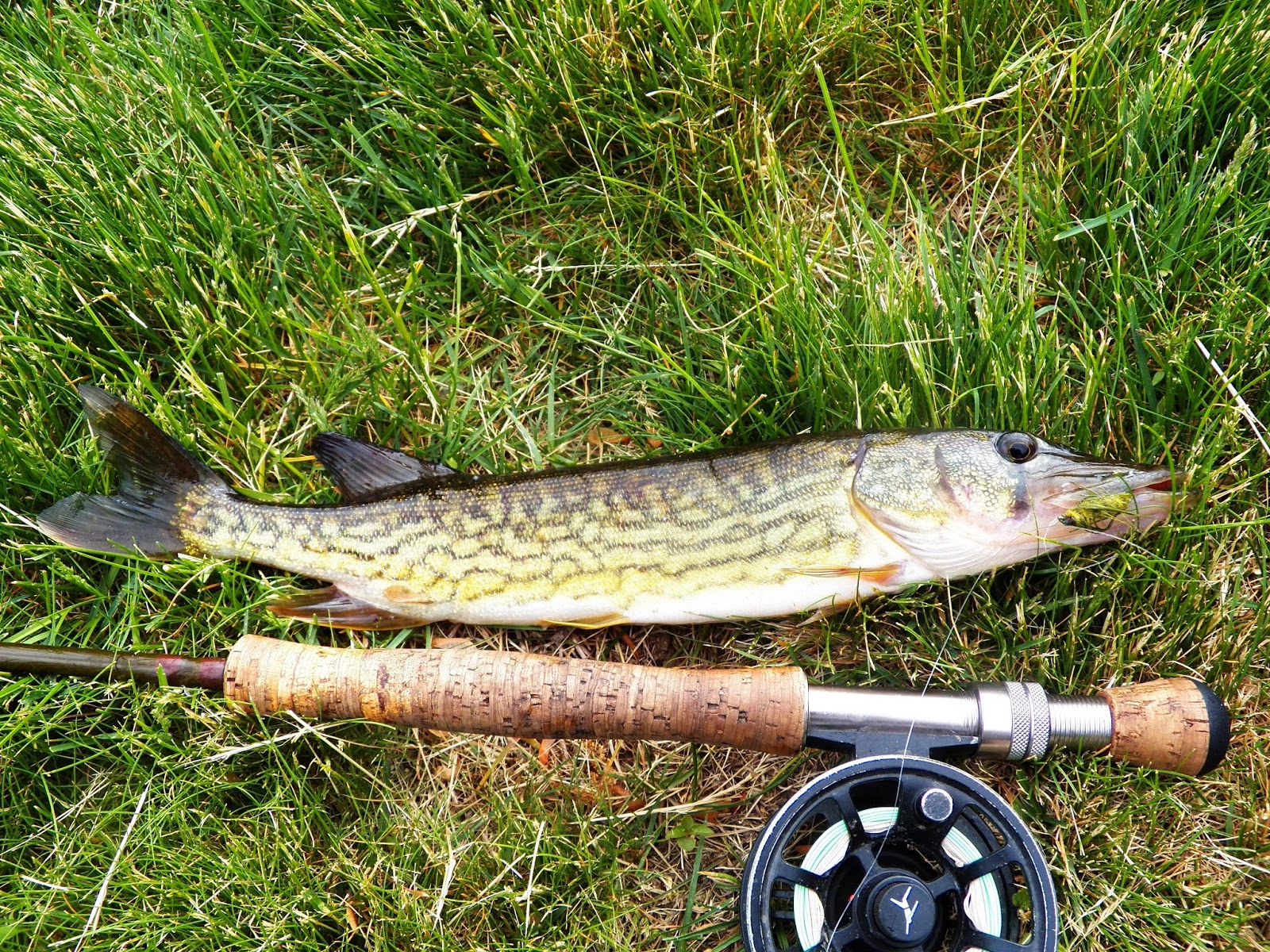 Connecticut Fly Angler Pickerel and Bass Heaven