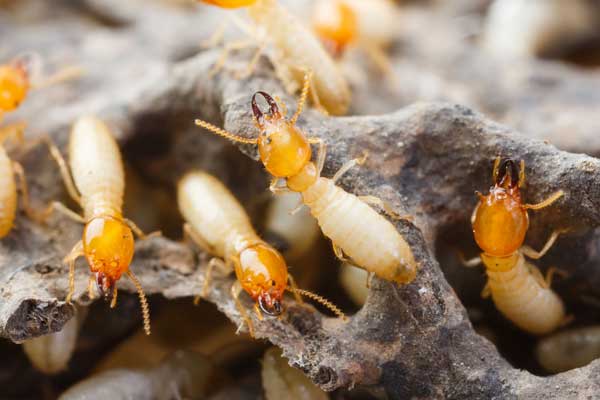 Massim, tratamientos termitas