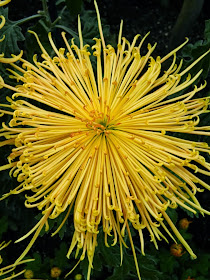 Allan Gardens Conservatory Chrysanthemum Show 2013 fall mum detail by garden muses-a Toronto gardening blog