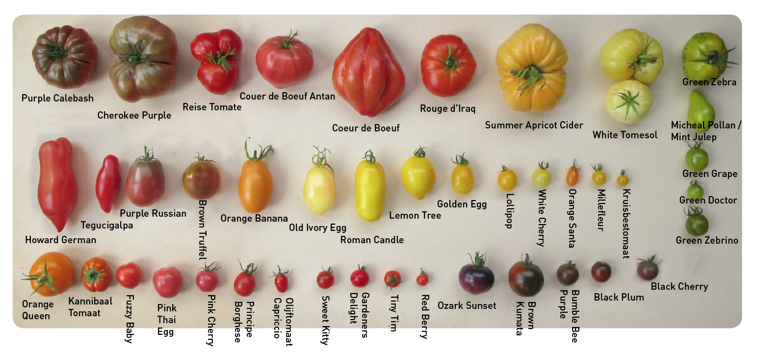 luchthaven vervoer vitamine de tuinavonturen van mevrouw onkruid: Tomaten zaaien