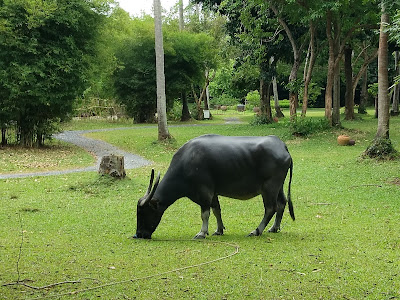 Let's find some beautiful places for taking picture in Koh Samui