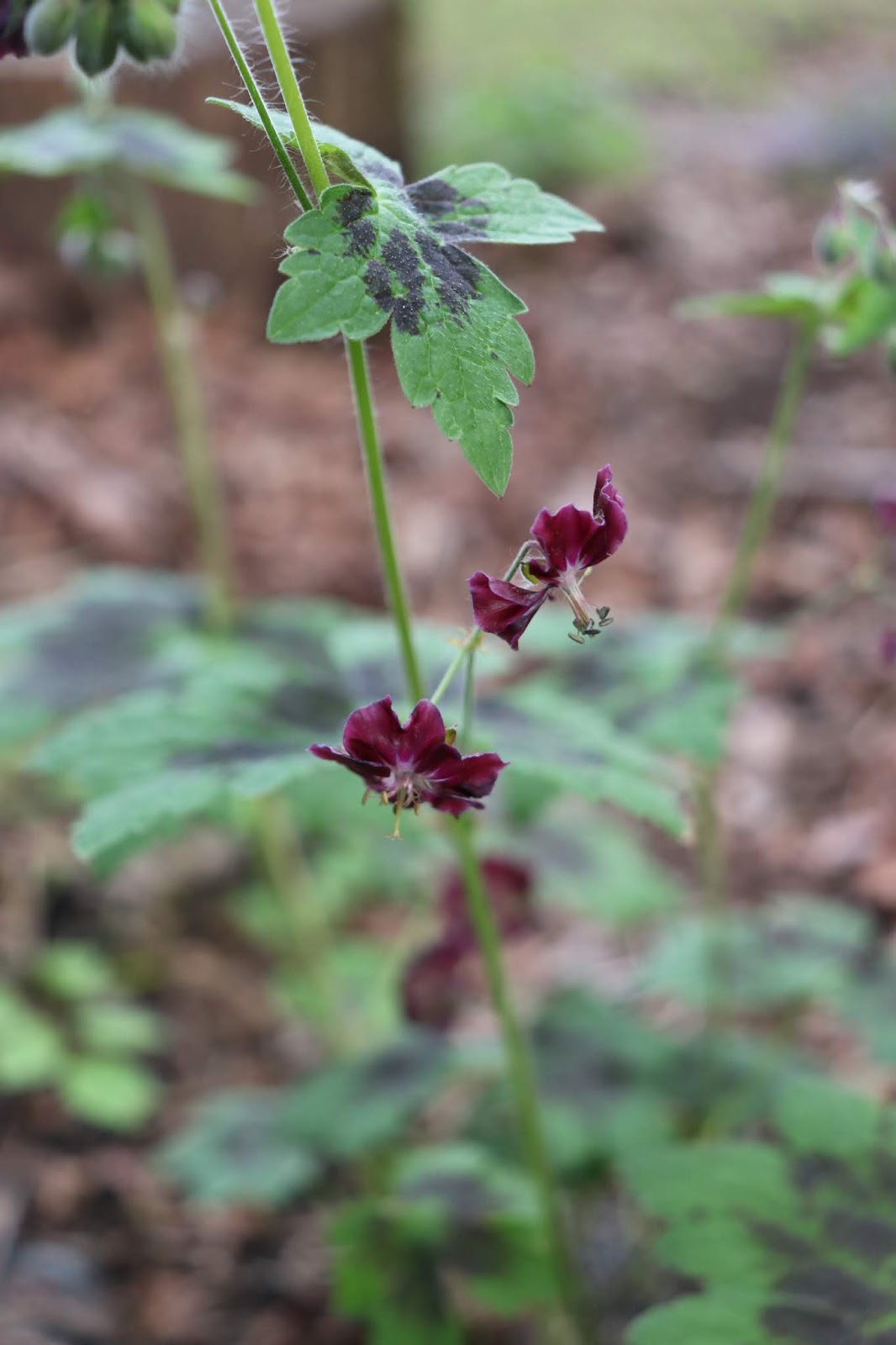 Fothergilla A Great Woodland Plant For Spring And Fall