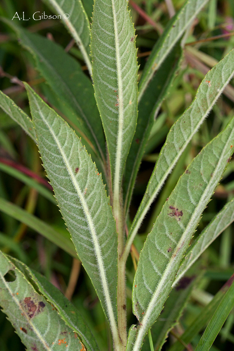 The Buckeye Botanist Missouri Ironweed (Vernonia missurica)