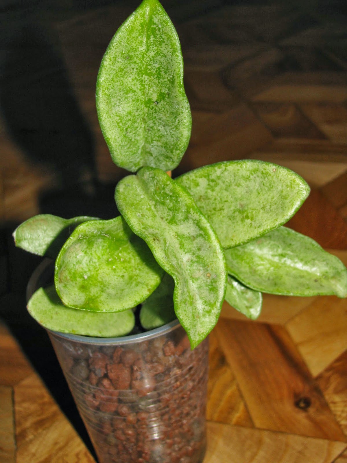 хойя хост. хойя карноза grey ghost. хойя карноза серый призрак. хойя плантс. хойя пиментилиана.