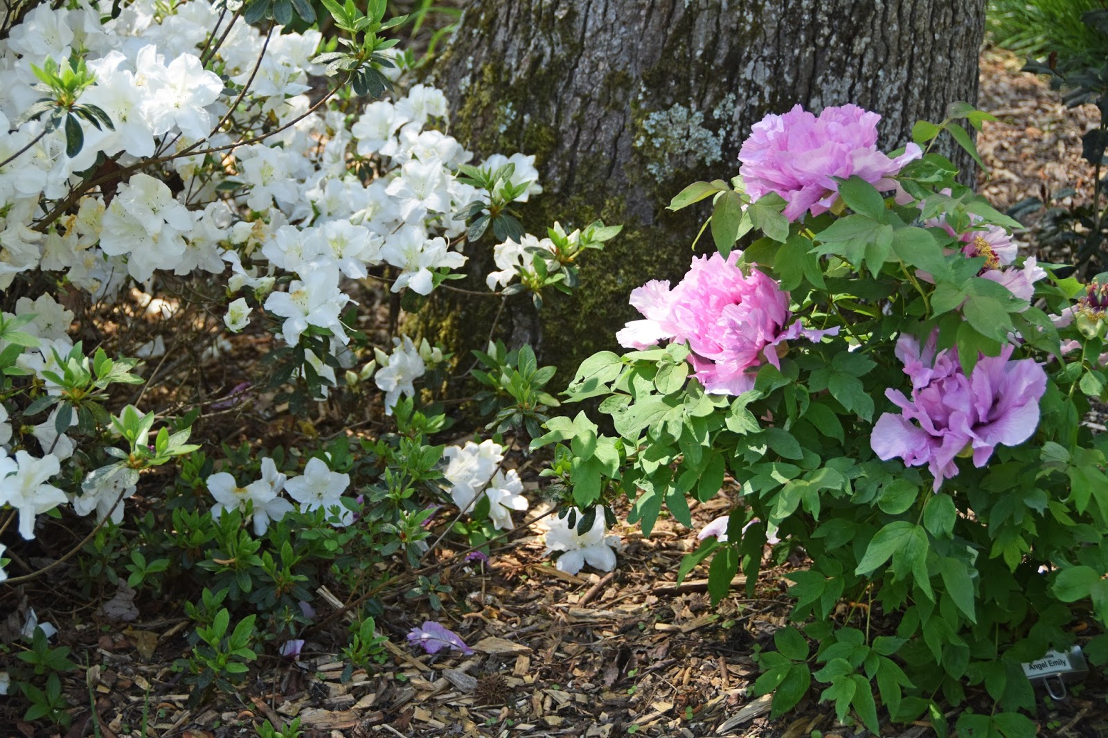 Southern Peony companions
