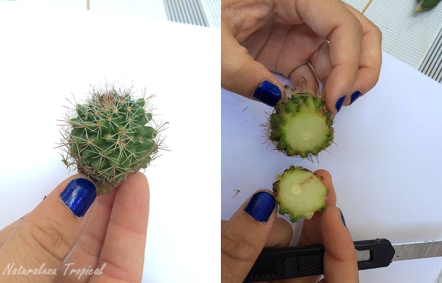 Cortes que se le realiza al cactus que se va a injertar sobre la pitahaya, en este caso del género Mammillaria.