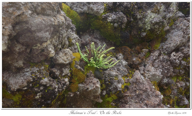 Halemau'u Trail: On the Rocks