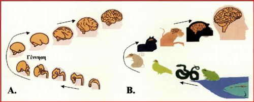 Οντογενετική ανάπτυξη και Β. Φυλογενετική εξέλιξη του ανθρώπινου εγκεφάλου. 