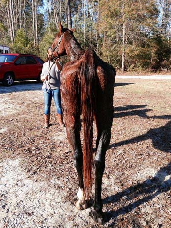 Four legged friends (and enemies): After acquittal in dead horse case ...