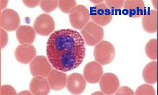 Eosinophil