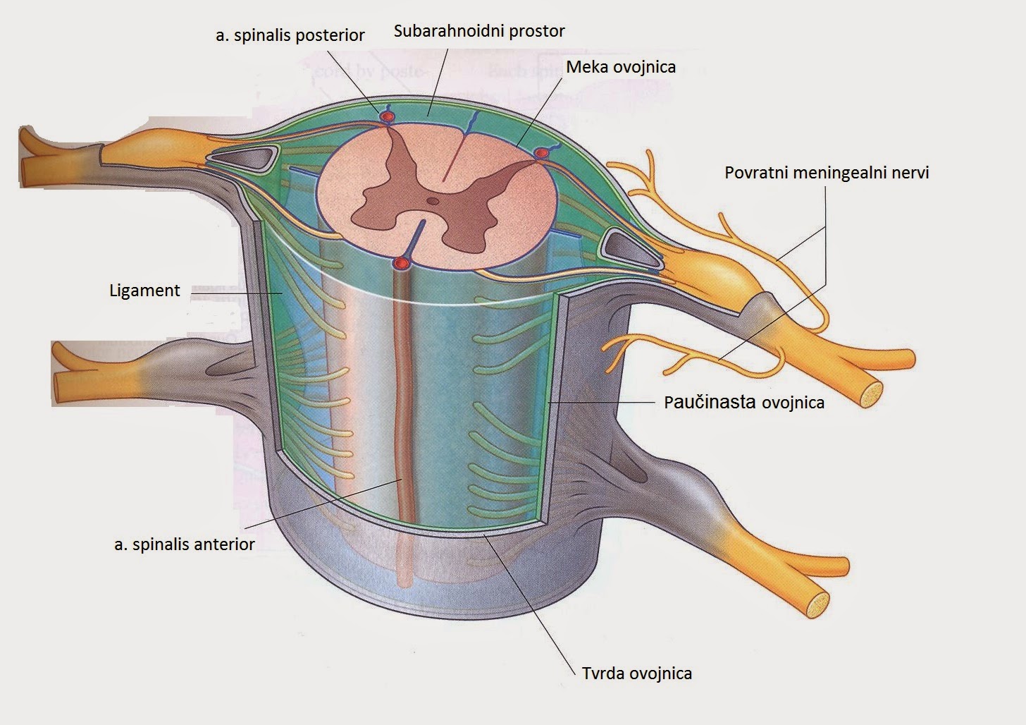 Мягкая оболочка спинного. Дуральная оболочка спинного мозга. Строение спинного мозга оболочки спинного мозга. Паутинная оболочка спинного мозга функции. Оболочки и МЕЖОБОЛОЧЕЧНЫЕ пространства головного и спинного мозга.