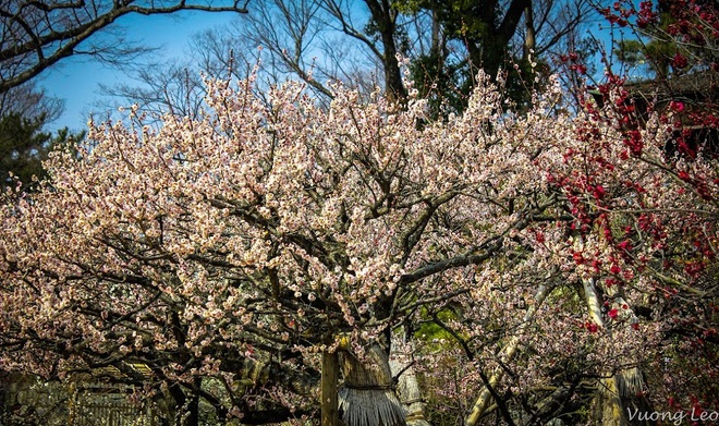 [Image: Mua-hoa-man-bung-no-o-Nhat-Ban-8.jpg]