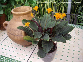Calathea crocata