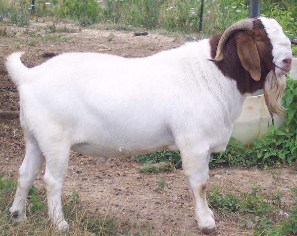 boer goat, making goat coat ready for a show, show goat