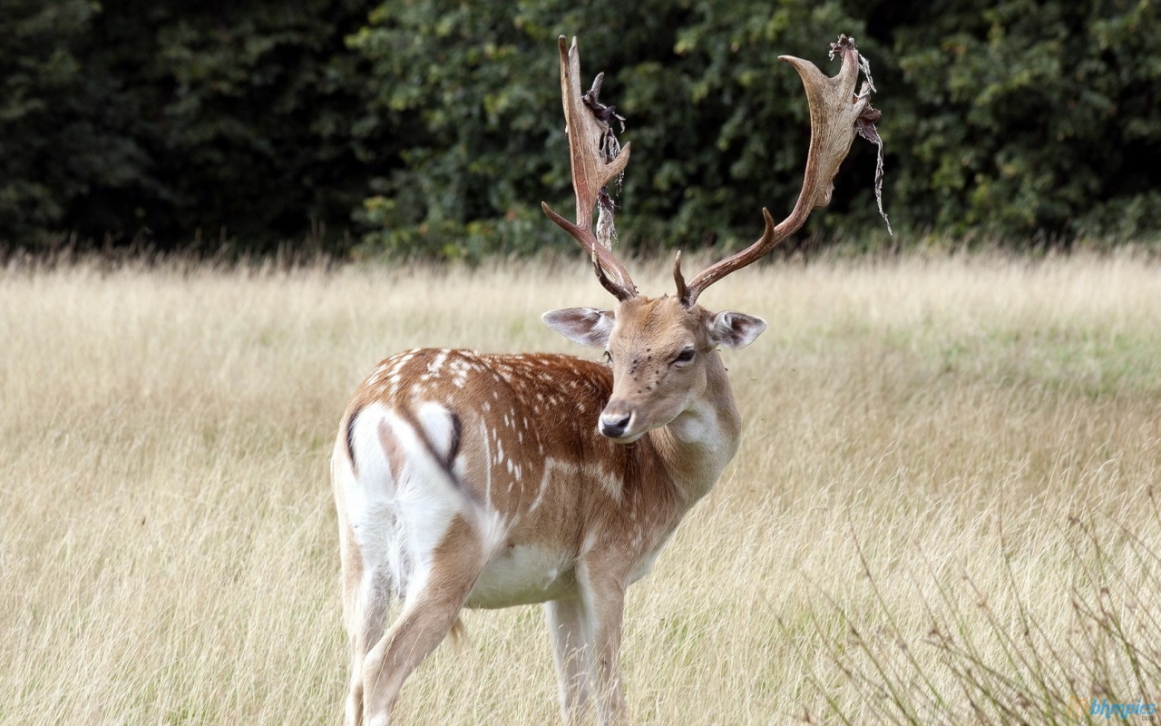 Deer In Summer Field Most Beautiful Images
