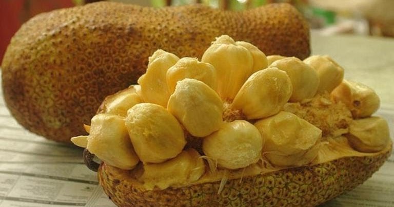 Petua Bagaimana Nak Hilangkan Getah Cempedak Petua Bagaimana Nak Hilangkan Getah Cempedak