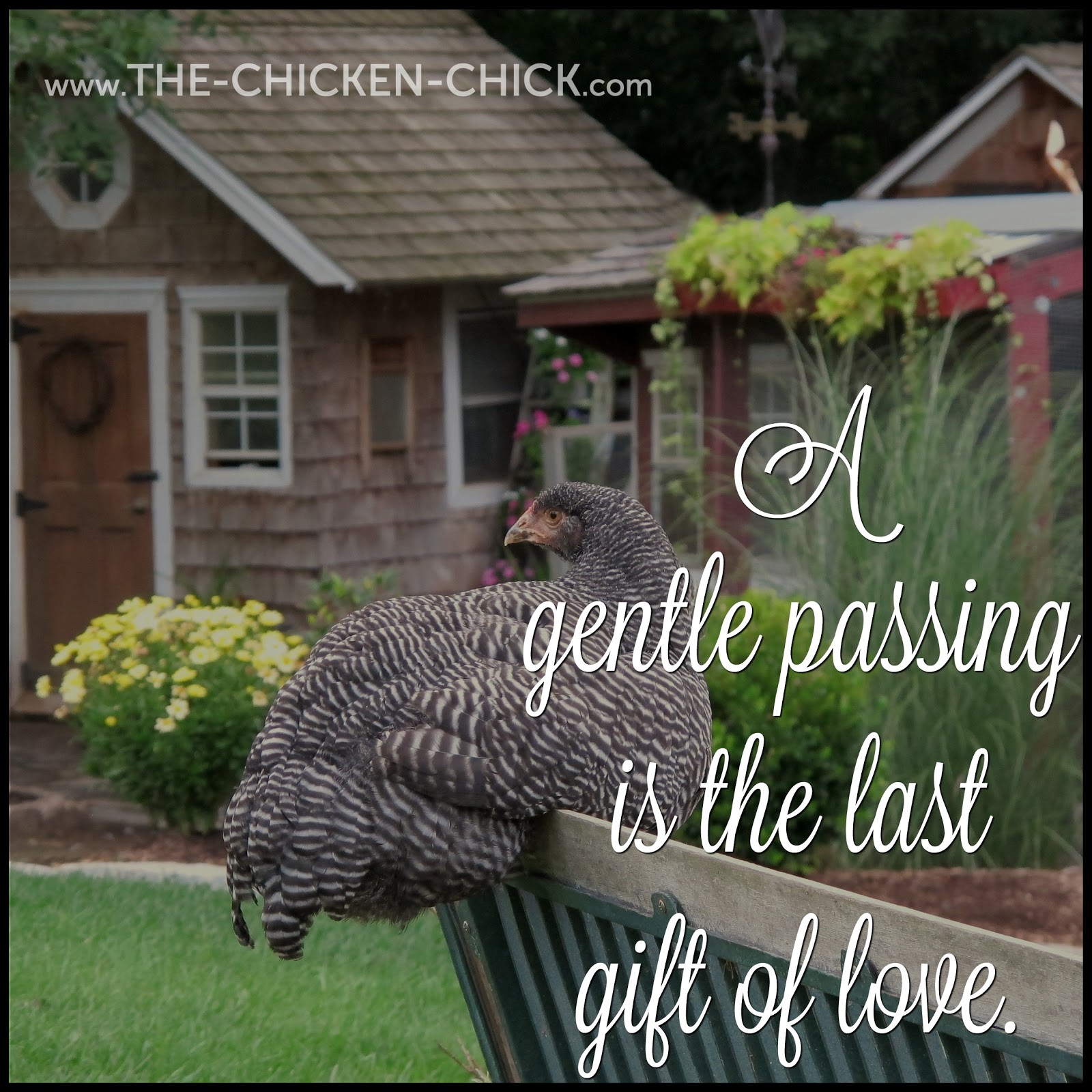 The Chicken Chick® How to Humanely Euthanize a Chicken by Dr. Mike