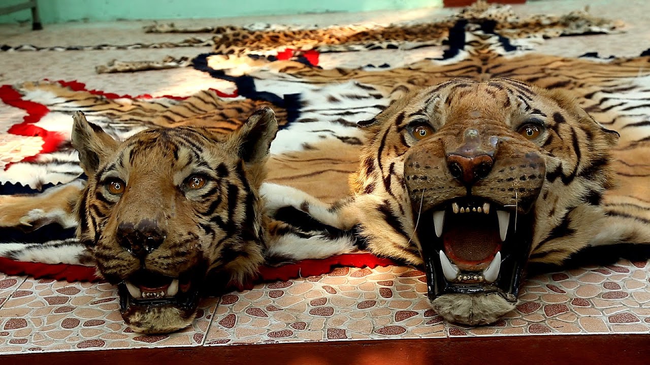 Why Bengal Tigers Are Endangered - Danger Choices