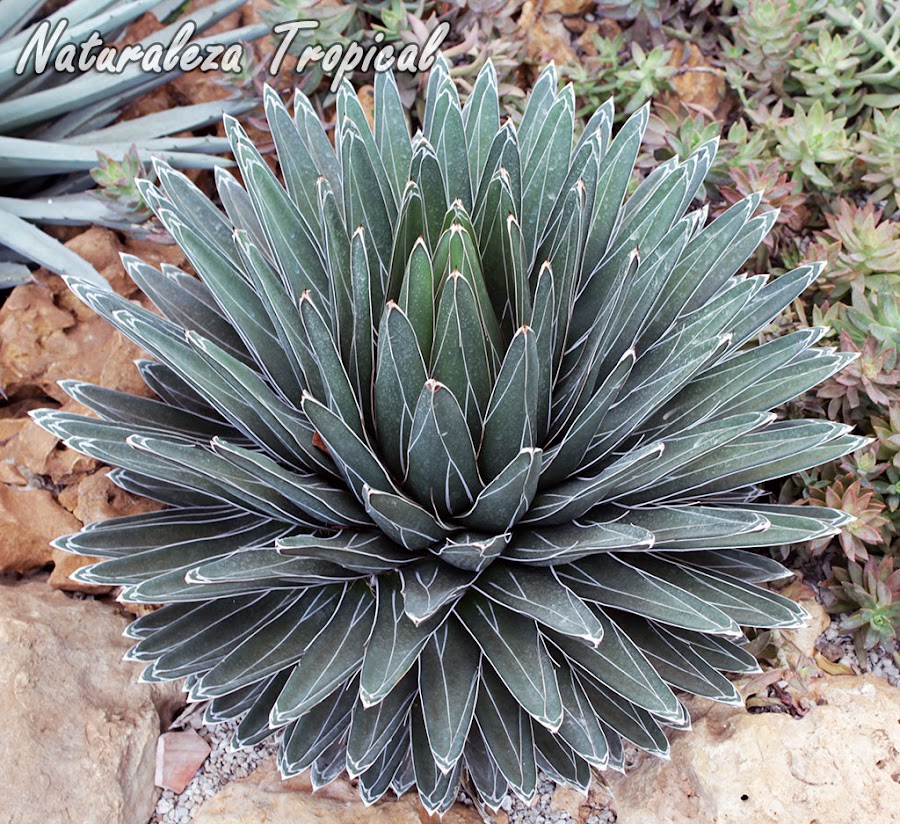 El agave llamado Agave victoriae-reginae